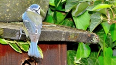 Blaumeise_mit_Futter (17).jpg